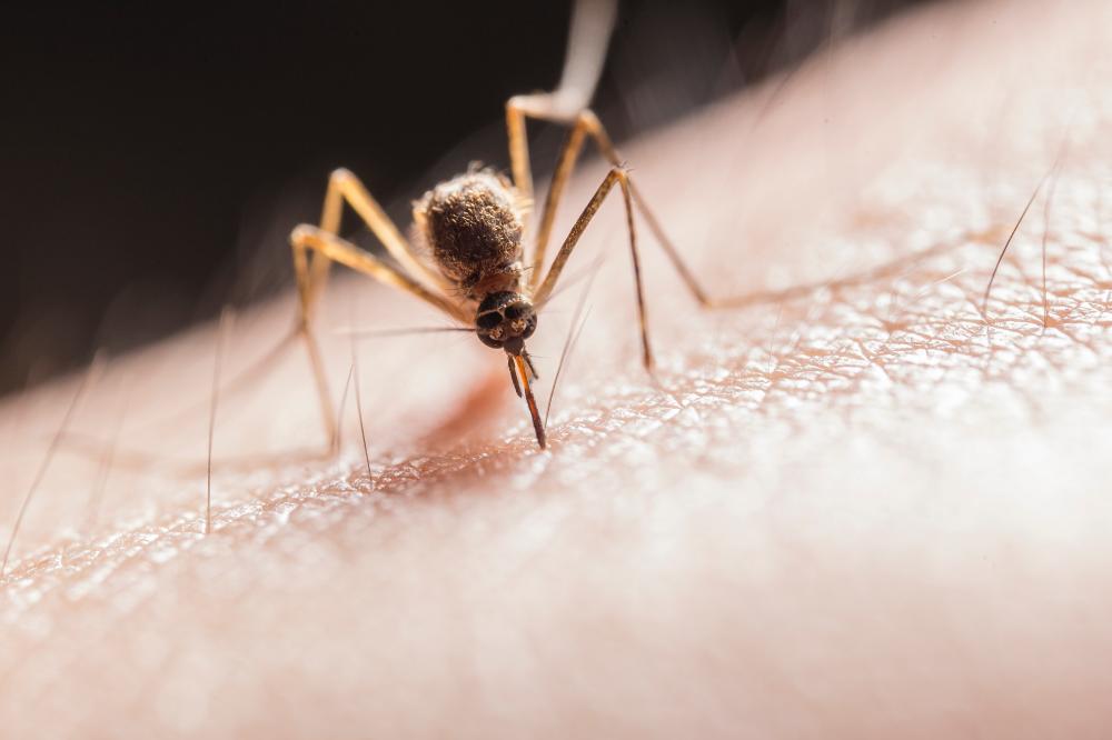 Как эффективно защититься от комаров
