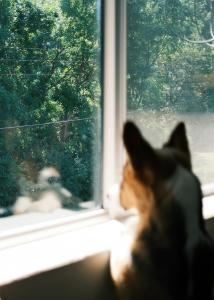 Защита на окна от выпадения домашних животных
