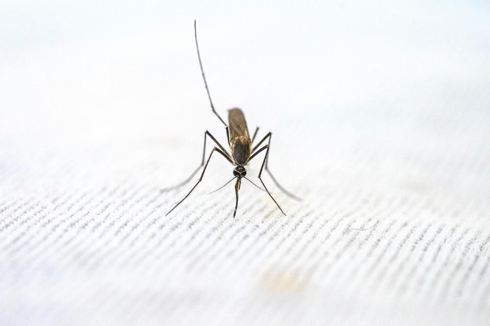 Лучшие средства защиты от комаров и других насекомых